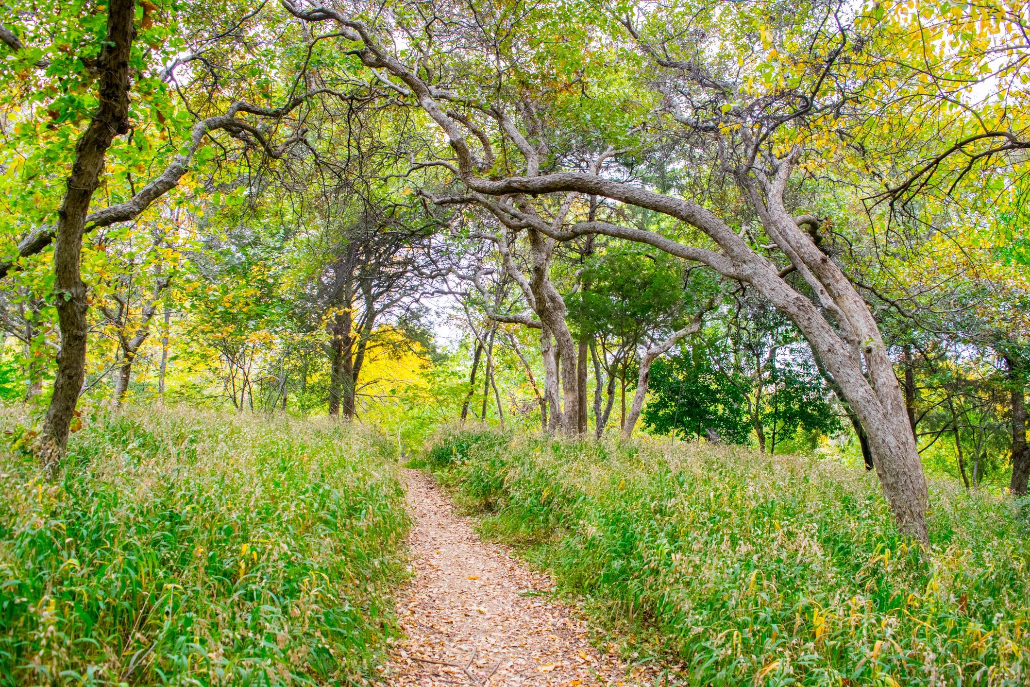 Park trail in North Texas